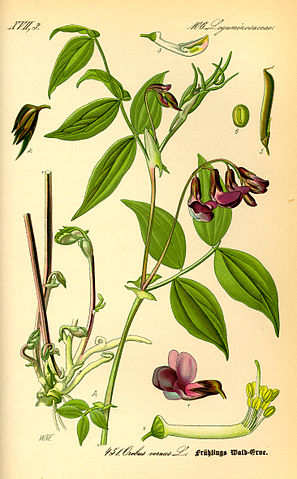 Lathyrus vernus